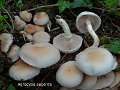 Cyclocybe cylindracea-amf1439